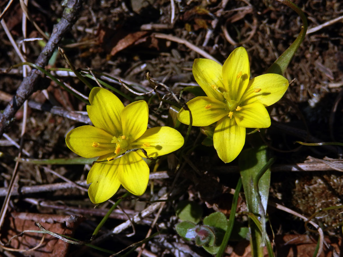 Křivatec český (Gagea bohemica (Zauschn.) Schult. & Schult. f.)