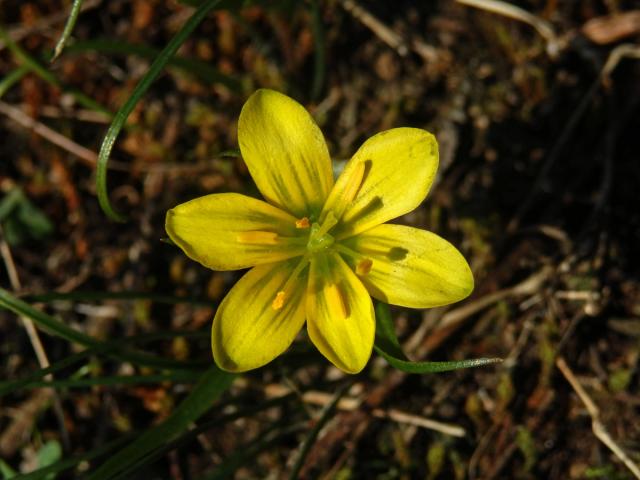 Křivatec český (Gagea bohemica (Zauschn.) Schult. & Schult. f.)