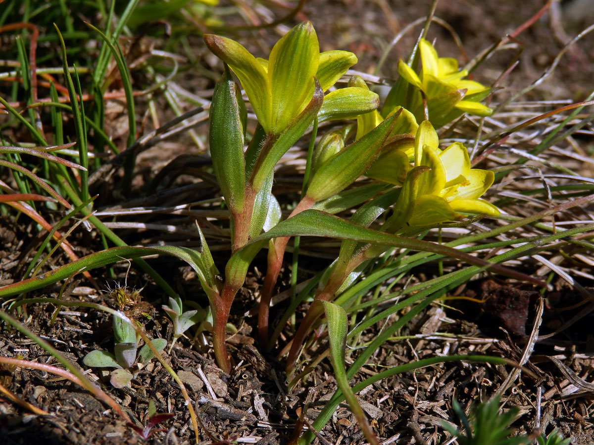 Křivatec český (Gagea bohemica (Zauschn.) Schult. & Schult. f.)