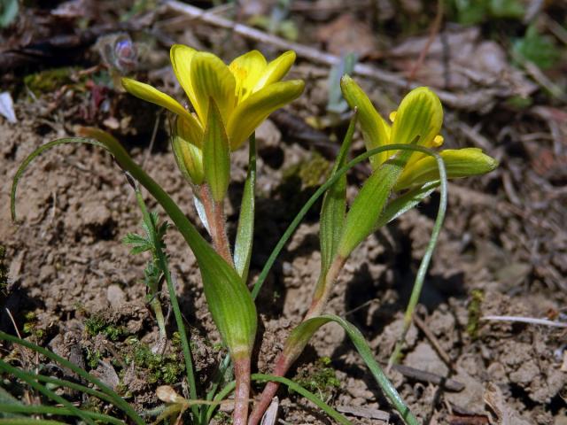 Křivatec český (Gagea bohemica (Zauschn.) Schult. & Schult. f.)