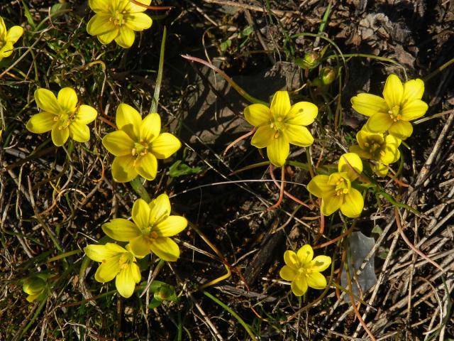 Křivatec český (Gagea bohemica (Zauschn.) Schult. & Schult. f.)