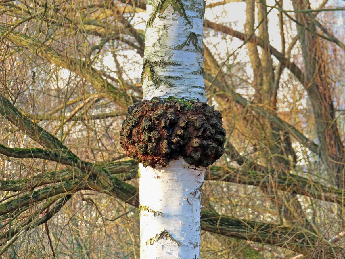 Nádor na bříze bělokoré (Betula pendula Roth) (94)