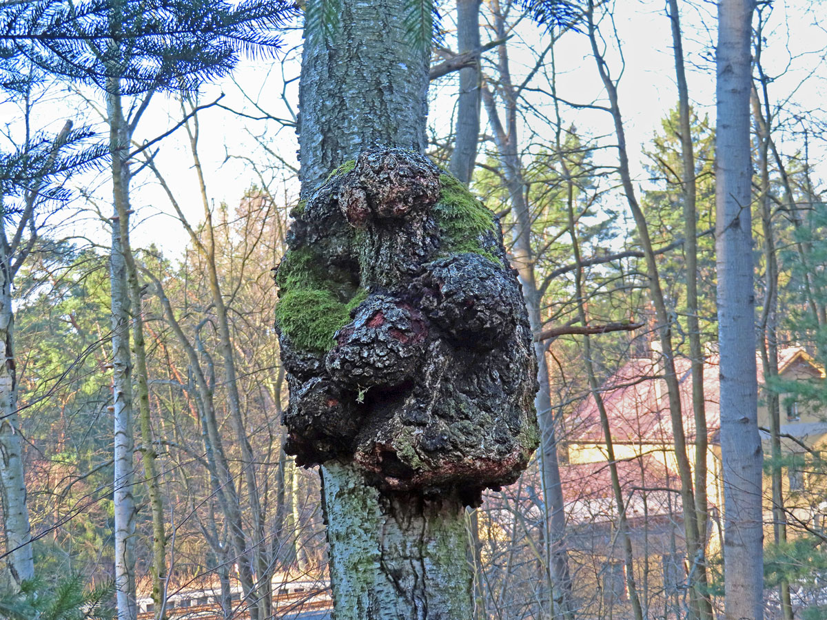 Nádor na bříze bělokoré (Betula pendula Roth) (95a)