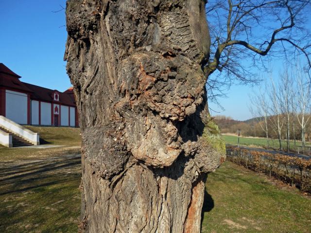 Lípa velkolistá (Tilia platyphyllos Scop.) (62a) s nádory na kmeni