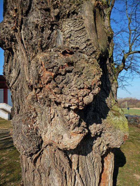 Lípa velkolistá (Tilia platyphyllos Scop.) (62b) s nádory na kmeni