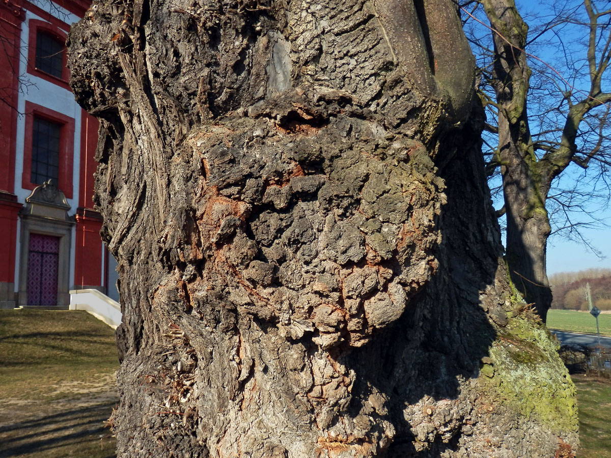 Lípa velkolistá (Tilia platyphyllos Scop.) (62c) s nádory na kmeni