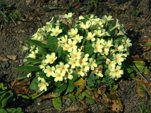 Prvosenka bezlodyžná (Primula vulgaris L.)