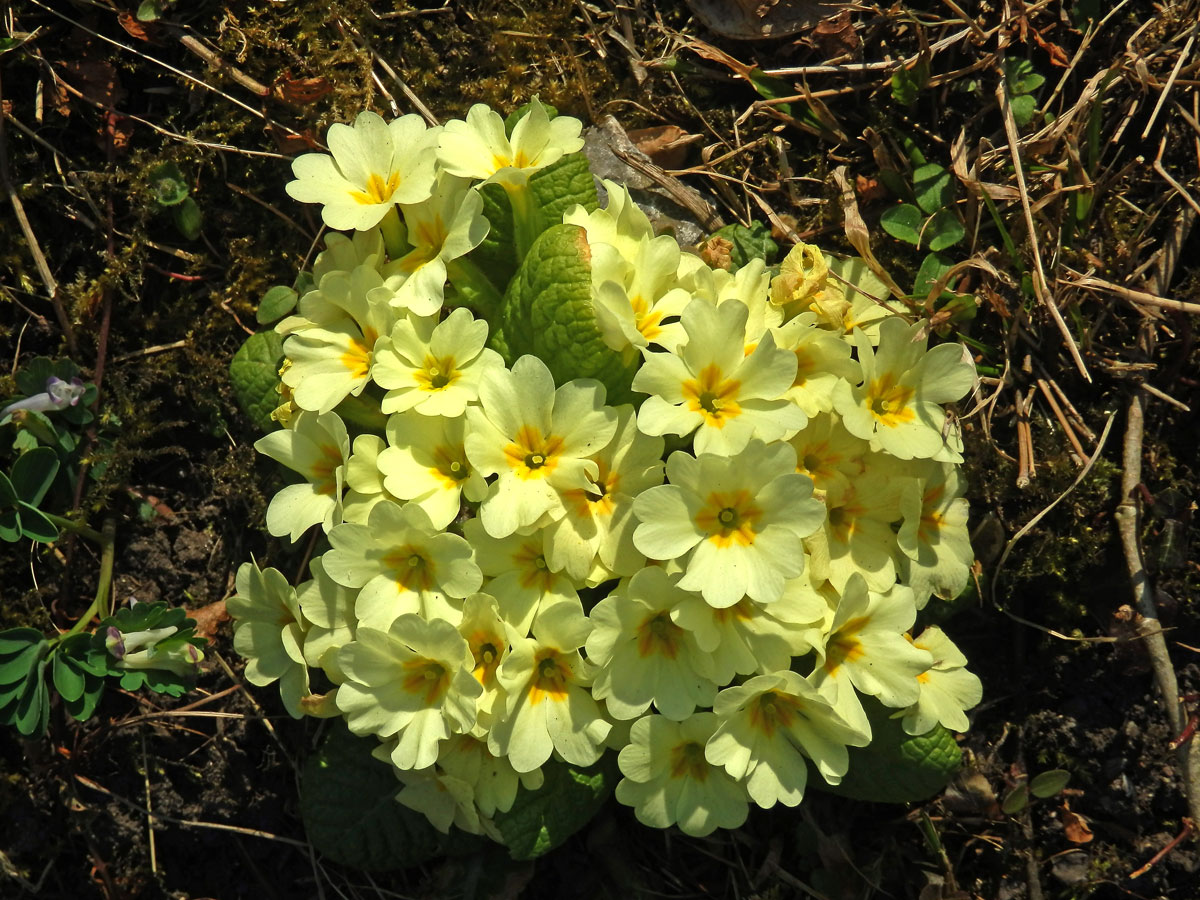 Prvosenka bezlodyžná (Primula vulgaris L.)