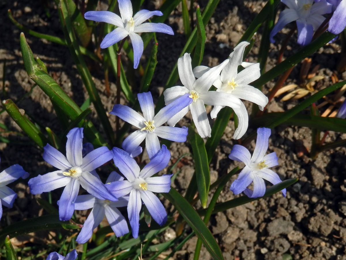 Ladoňka zářící (Scilla luciliae (Boiss.) Speta) s bílými květy