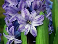 Hyacint východní (Hyacinthus orientalis L.), osmičetný květ (2)