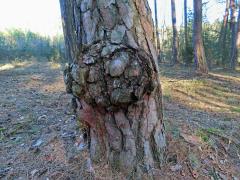 Tumor na borovici lesní (Pinus sylvestris L.) (43b)