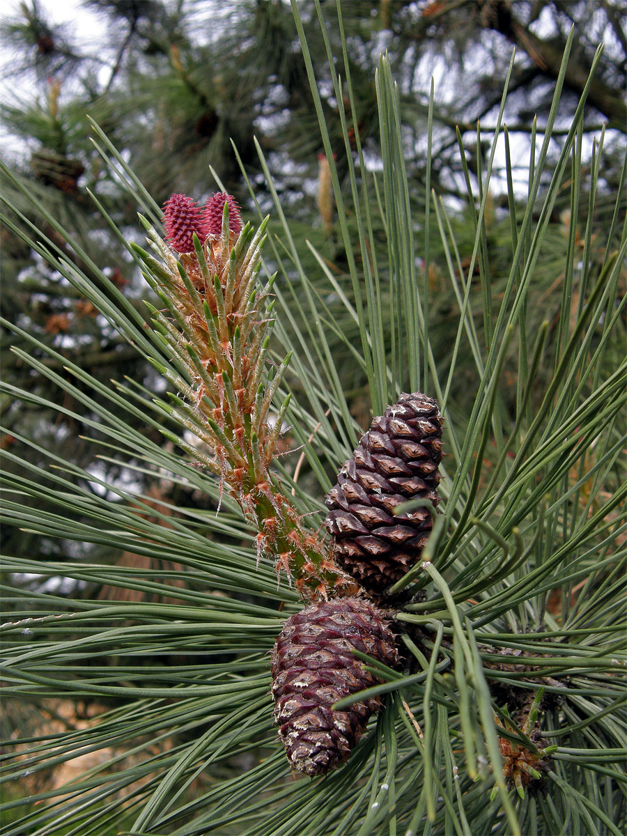 Borovice těžká (Pinus ponderosa P. Lawson et C. Lawson)