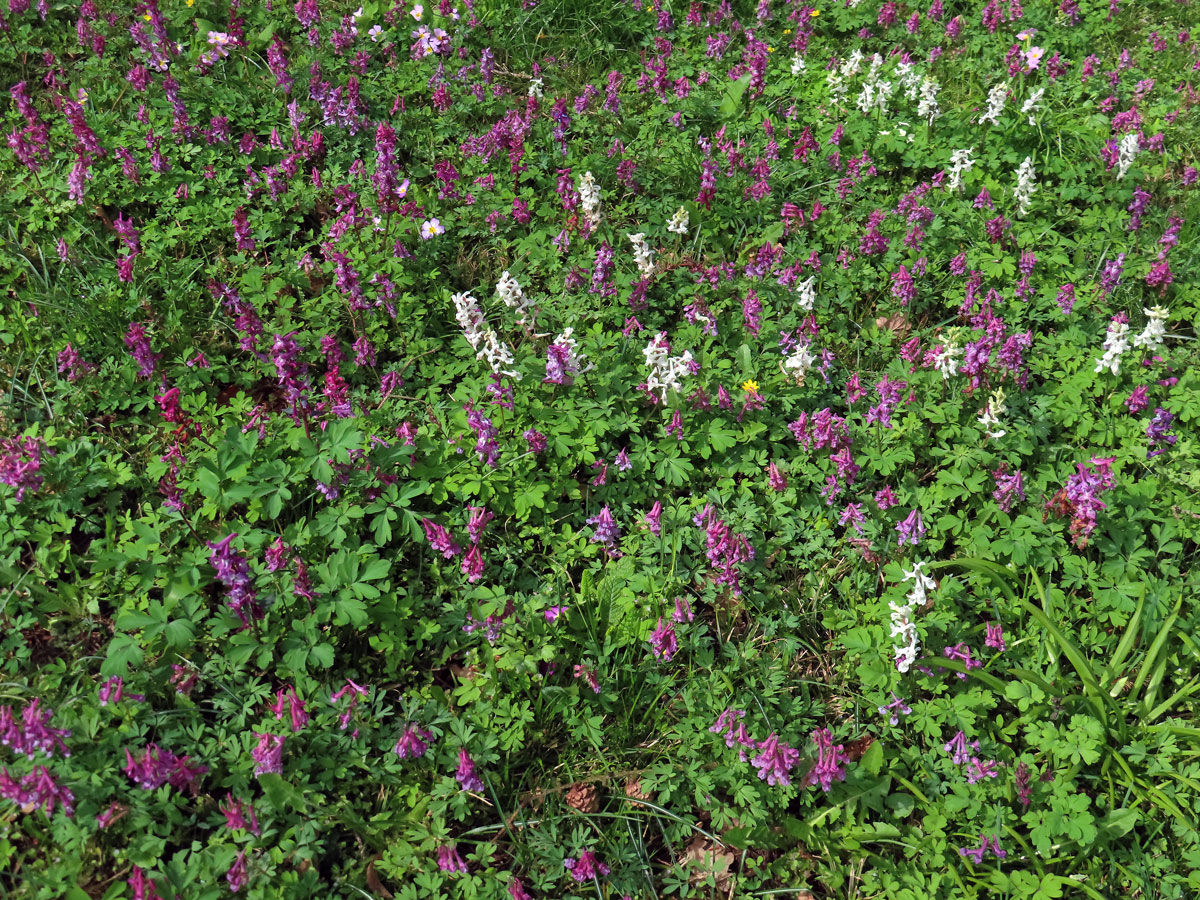 Dymnivka dutá (Corydalis cava (L.) Schweigger et Koerte)