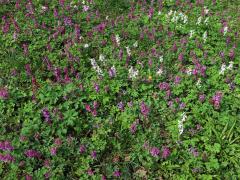 Dymnivka dutá (Corydalis cava (L.) Schweigger et Koerte)