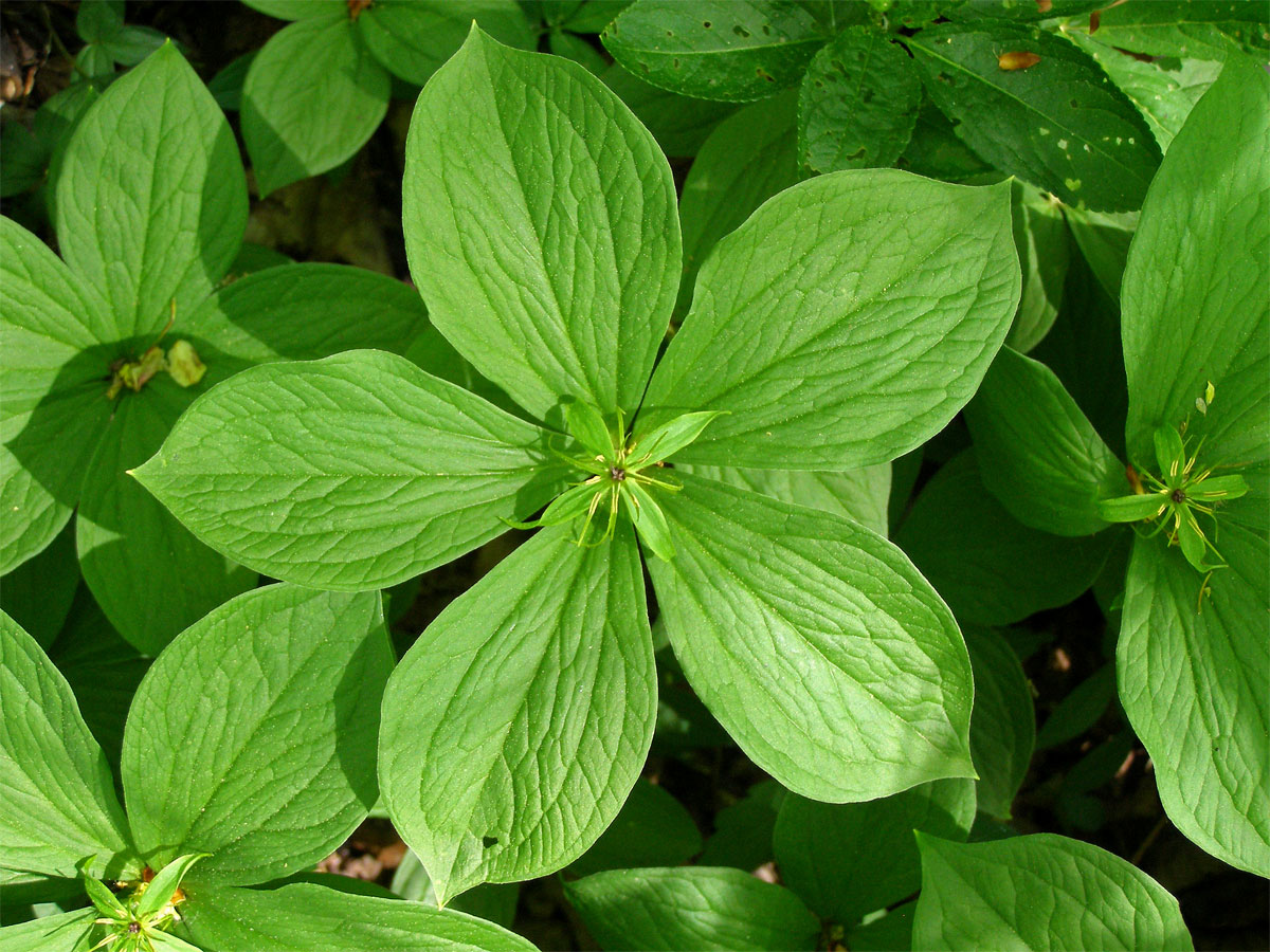 Vraní oko čtyřlisté (Paris quadrifolia L.) s pěti listy (1)