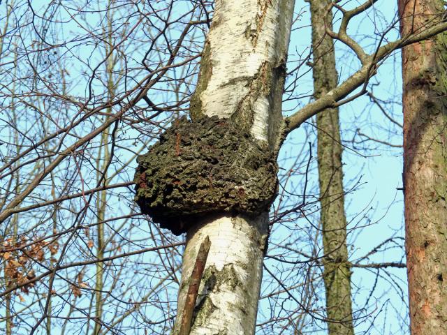 Nádor na bříze bělokoré (Betula pendula Roth) (96)