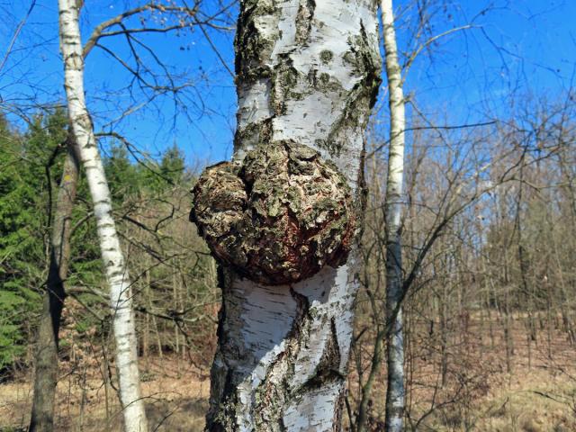 Nádor na bříze bělokoré (Betula pendula Roth) (97)