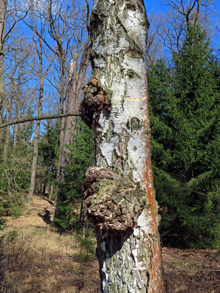 Nádor na bříze bělokoré (Betula pendula Roth) (98a)