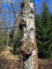 Nádor na bříze bělokoré (Betula pendula Roth) (98a)