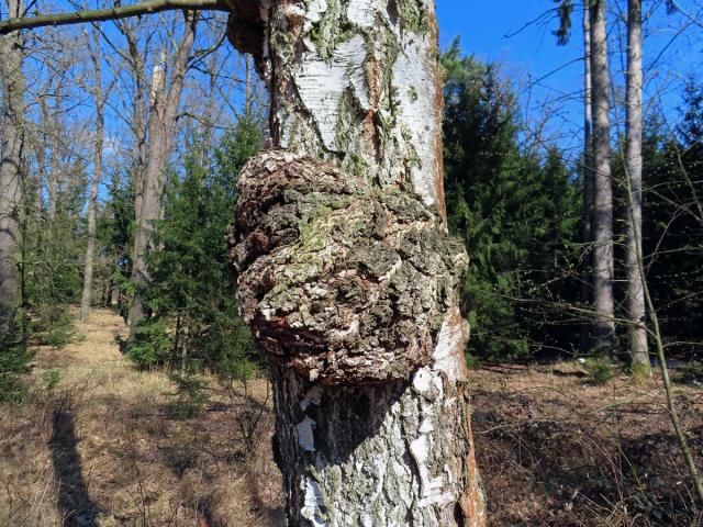 Nádor na bříze bělokoré (Betula pendula Roth) (98b)