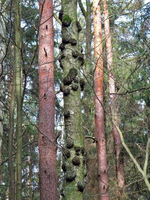 Nádor na bříze bělokoré (Betula pendula Roth) (99)