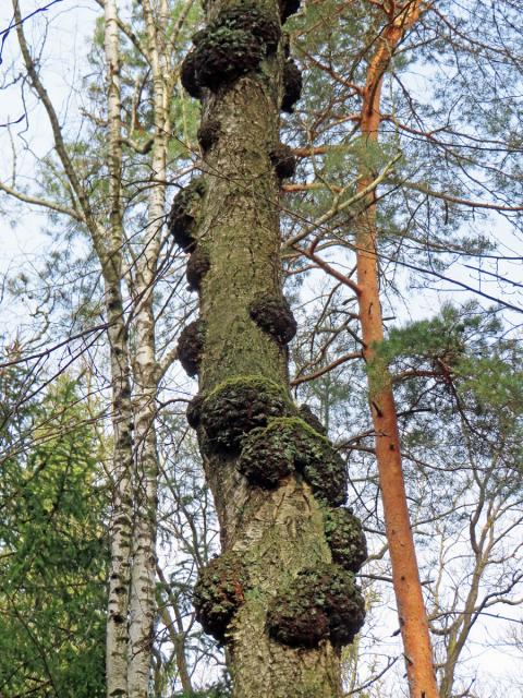 Nádor na bříze bělokoré (Betula pendula Roth) (100a)