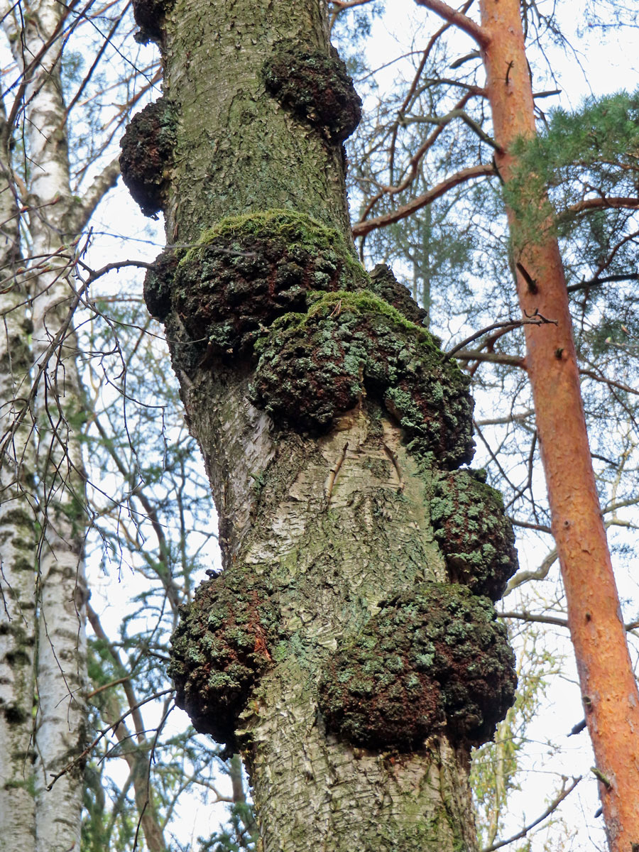 Nádor na bříze bělokoré (Betula pendula Roth) (100b)