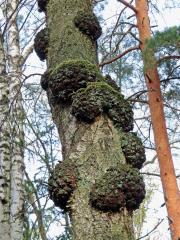 Nádor na bříze bělokoré (Betula pendula Roth) (100b)