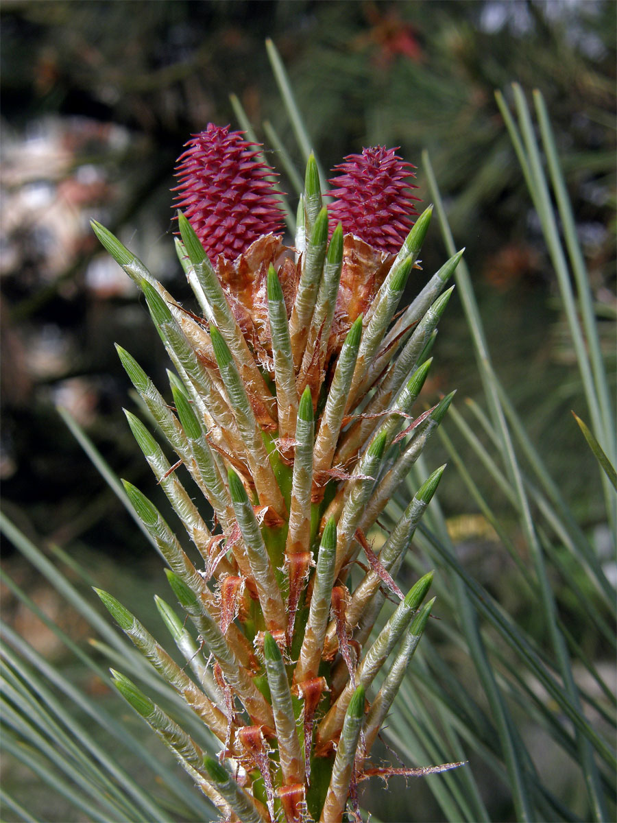 Borovice těžká (Pinus ponderosa P. Lawson et C. Lawson)