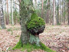 Nádor na bříze bělokoré (Betula pendula Roth) (101b)