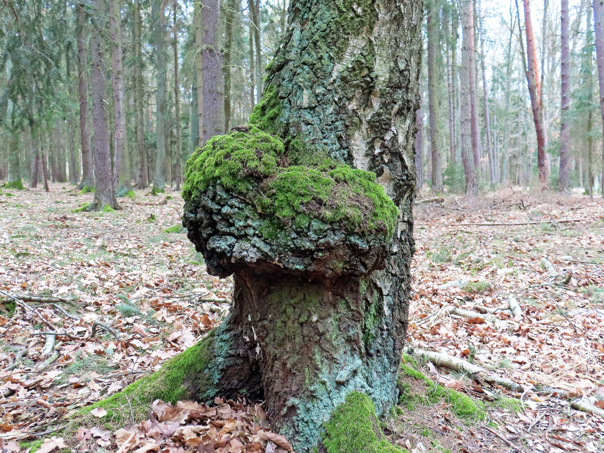 Nádor na bříze bělokoré (Betula pendula Roth) (101c)