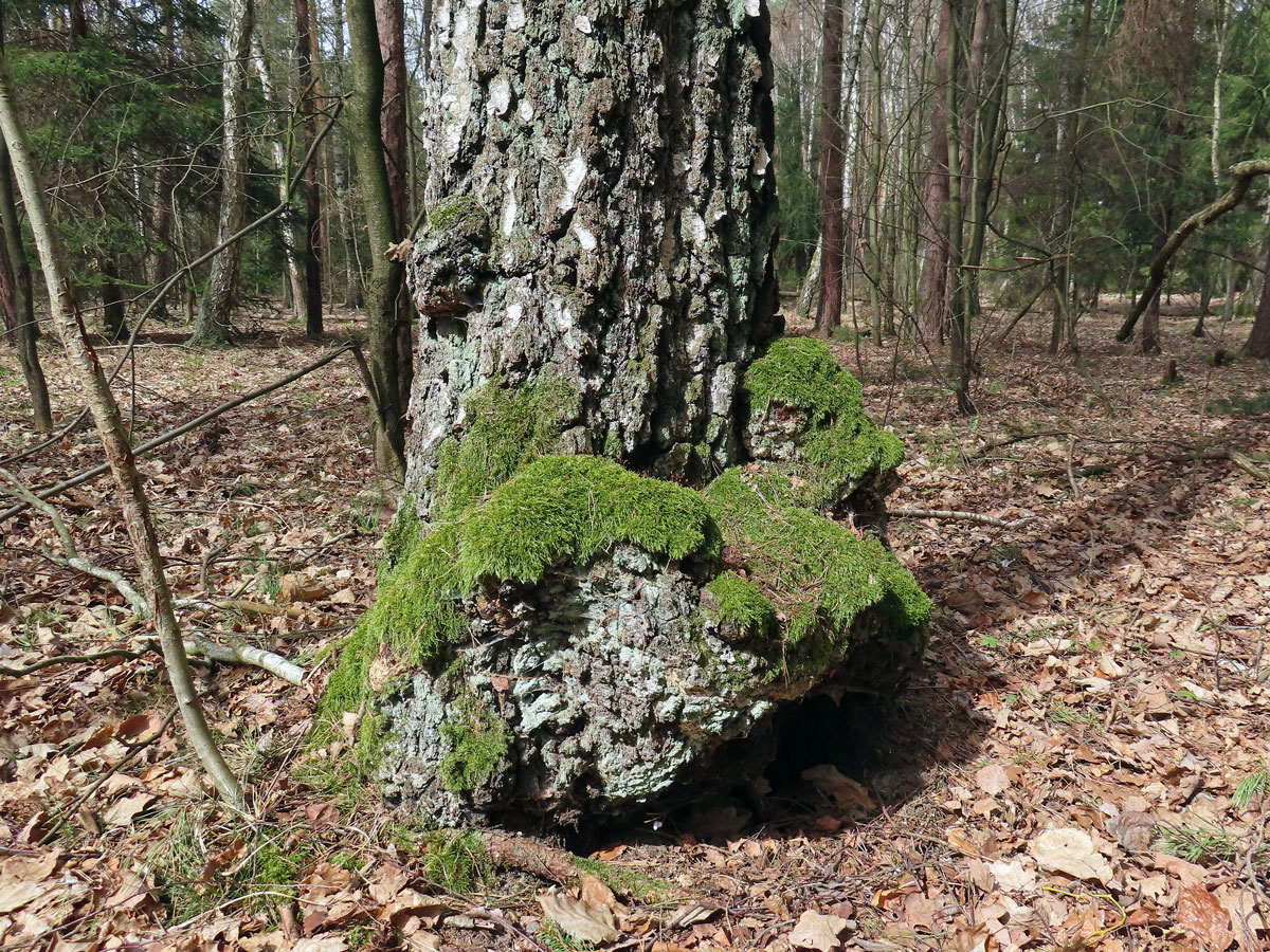 Nádor na bříze bělokoré (Betula pendula Roth) (102a)