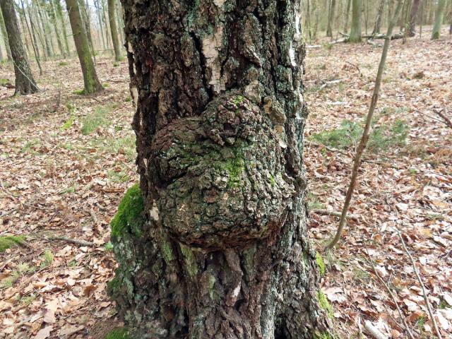 Nádor na bříze bělokoré (Betula pendula Roth) (102c)