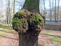 Nádor na dubu letním (Quercus robur L.) (58)