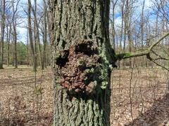 Nádor na dubu letním (Quercus robur L.) (59)