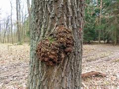 Nádor na dubu letním (Quercus robur L.) (60)