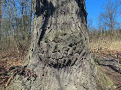 Nádor na dubu letním (Quercus robur L.) (61)