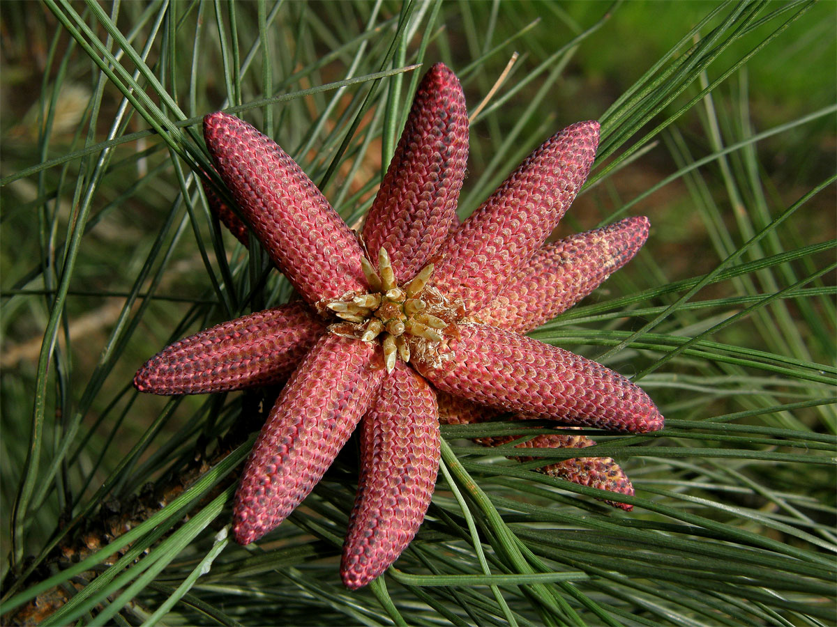 Borovice těžká (Pinus ponderosa P. Lawson et C. Lawson)