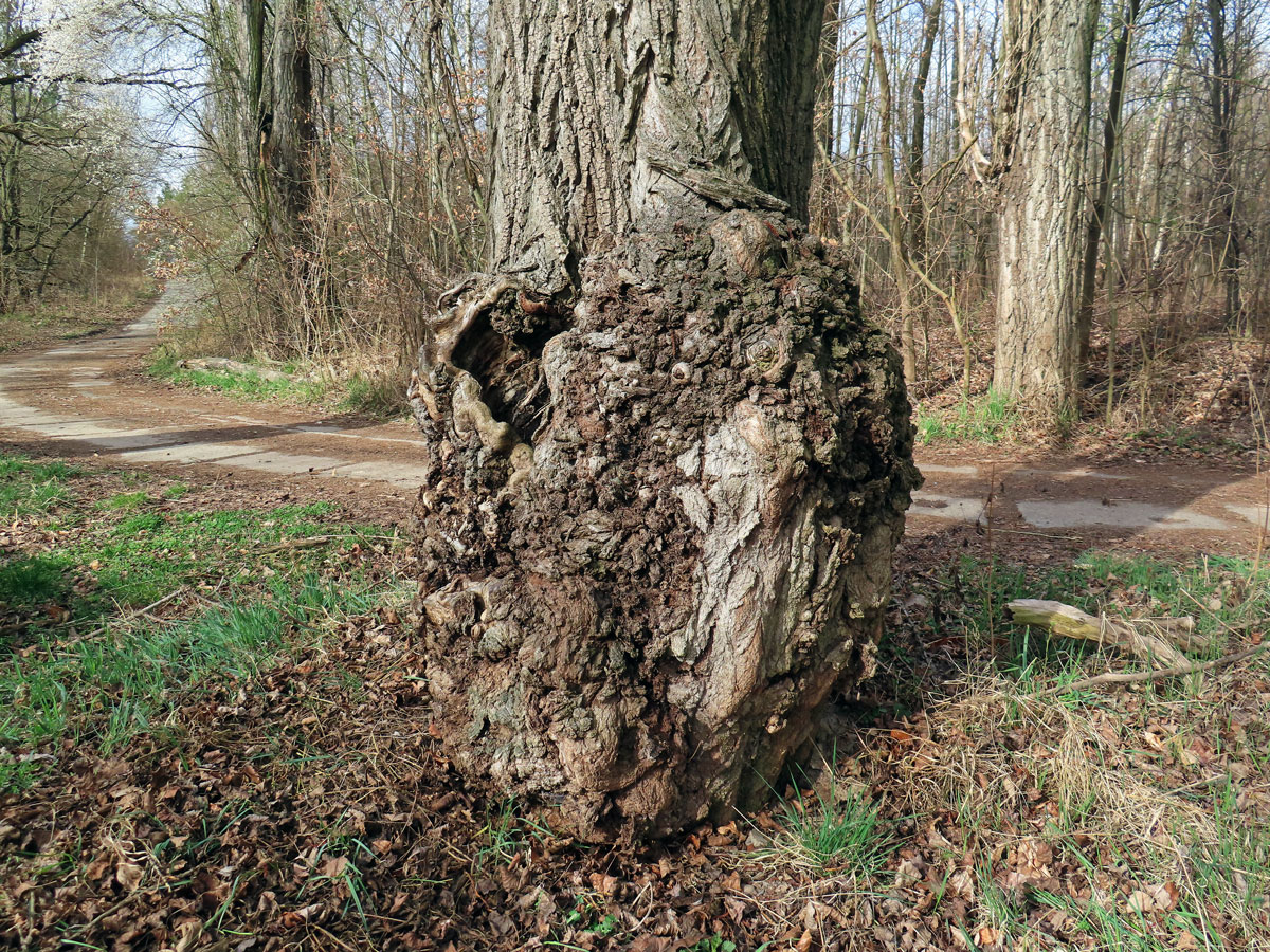 Nádor na topolu černém (Populus nigra L.) (6a)