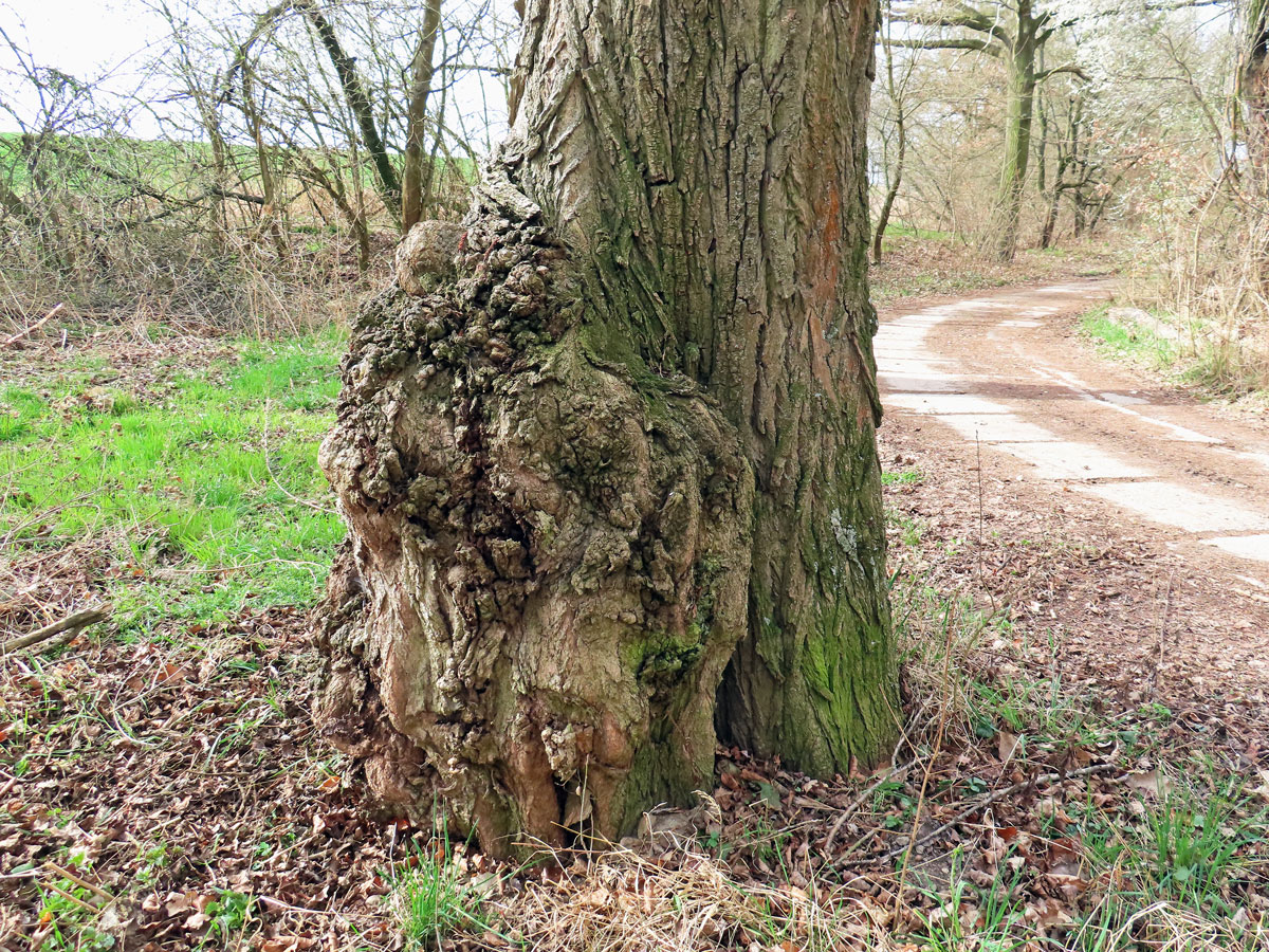 Nádor na topolu černém (Populus nigra L.) (6b)