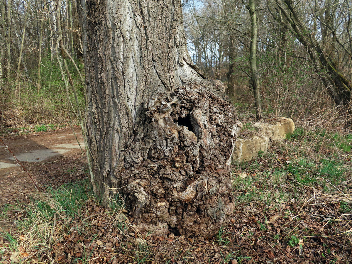 Nádor na topolu černém (Populus nigra L.) (6c)