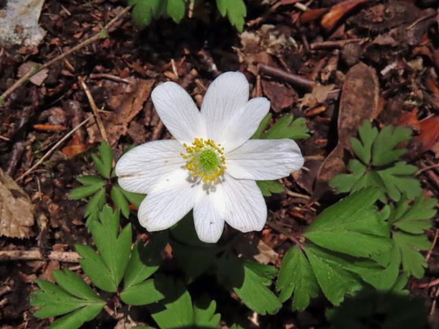 Sasanka hajní (Anemone nemorosa L.) - osmičetný květ (18)
