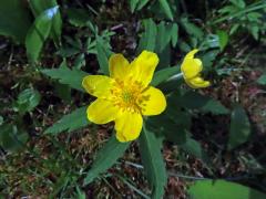 Sasanka pryskyřníkovitá (Anemone ranunculoides L.) s šestičetným květem (3)