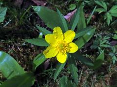 Sasanka pryskyřníkovitá (Anemone ranunculoides L.) s šestičetným květem (4)