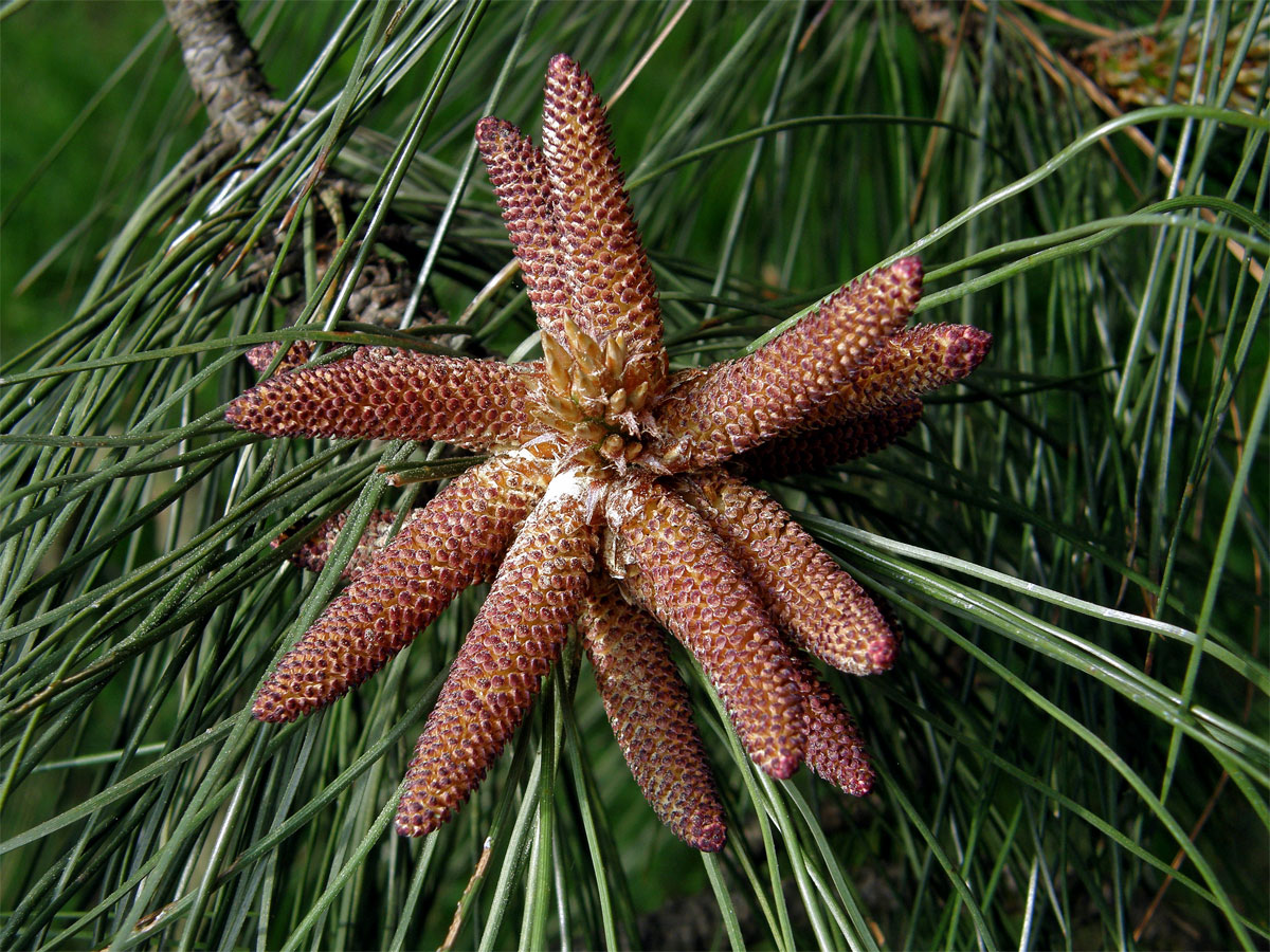 Borovice těžká (Pinus ponderosa P. Lawson et C. Lawson)