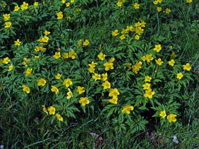 Sasanka pryskyřníkovitá (Anemone ranunculoides L.)