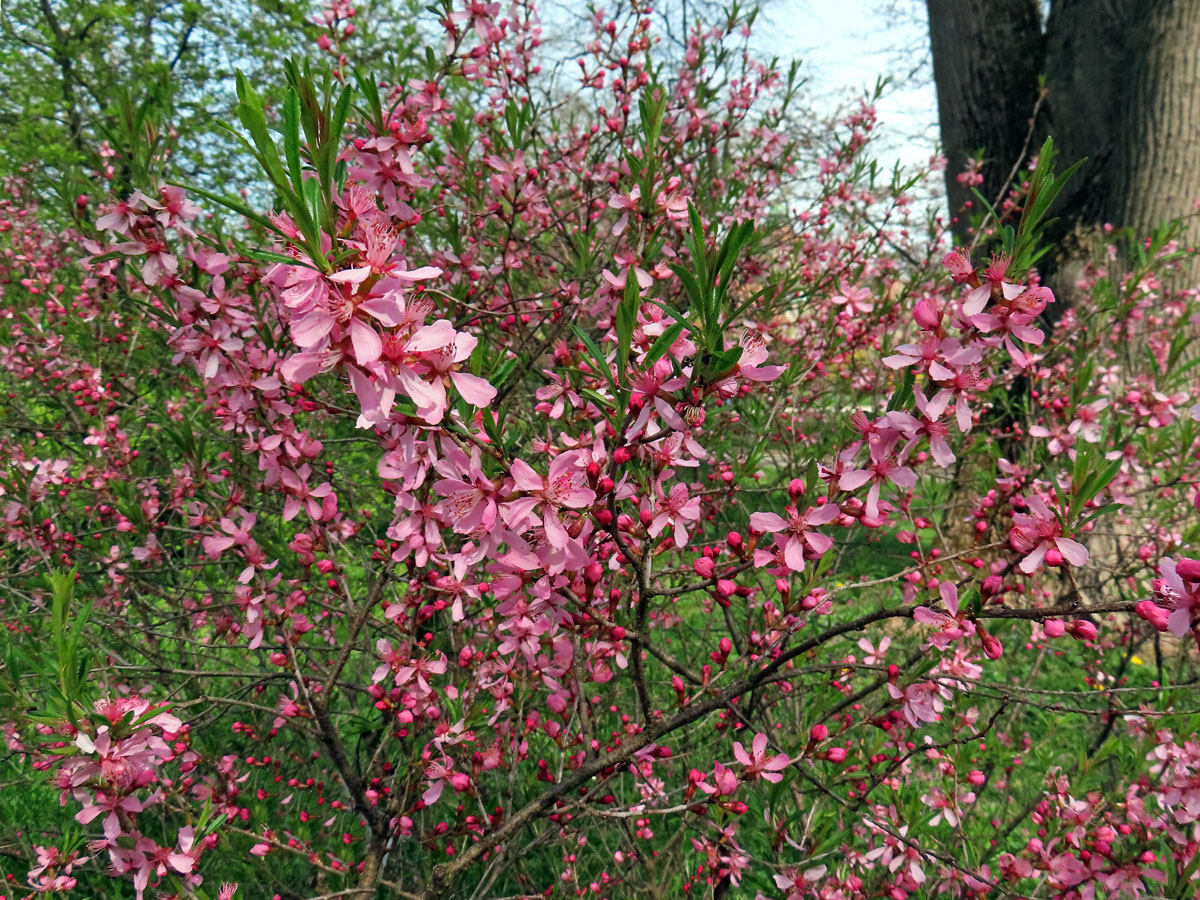 Mandloň nízká (Prunus tenella Batsch)