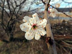 Slivoň obecná (Prunus insititia L.), sedmičetný květ (1)