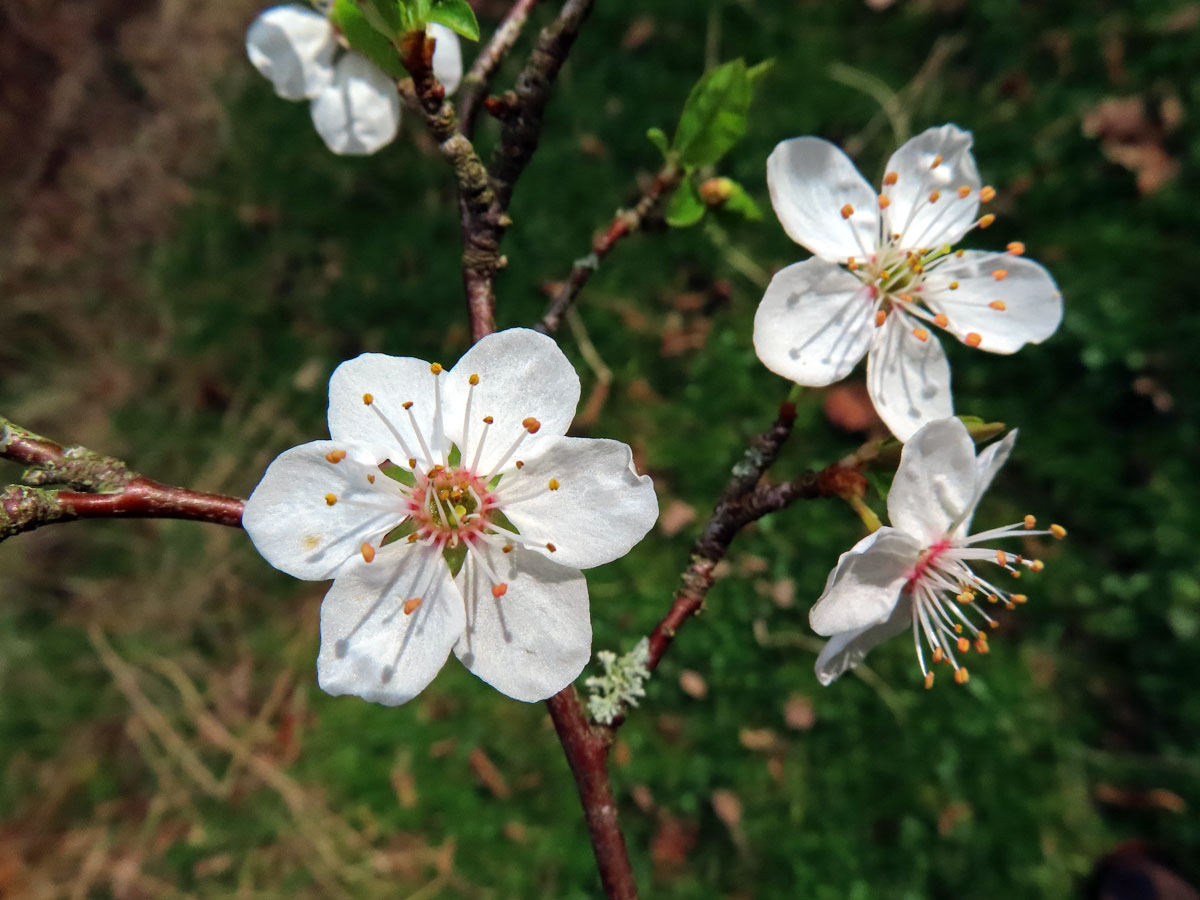 Slivoň obecná (Prunus insititia L.), šestičetný květ (8)