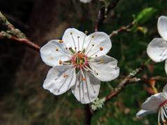 Slivoň obecná (Prunus insititia L.), šestičetný květ (9)